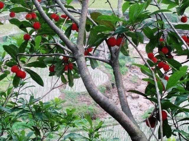 广州摘杨梅坠亡再审案——体现社会主义核心价值观的典型案例